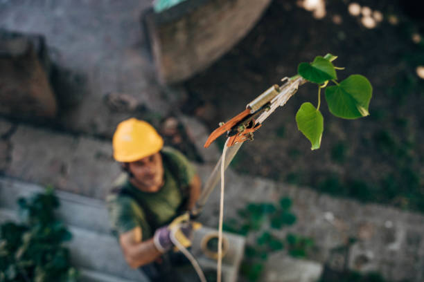 Best Tree Preservation Services  in Lanster, CA