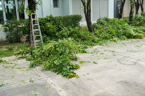 Best Tree Mulching  in Lanster, CA