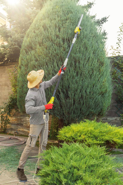 Best Tree Removal  in Lanster, CA
